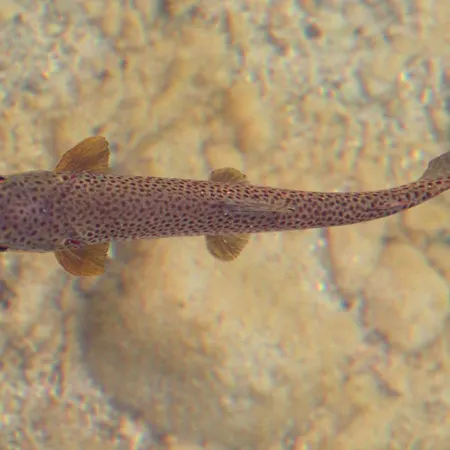 Apartment Zum Attersee