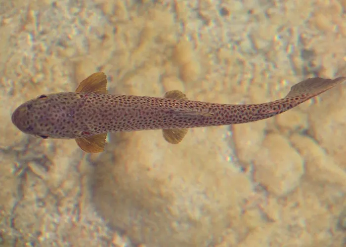 Apartment Zum Attersee